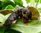 Monster Caterpillar